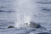 Long-finned Pilot Whale (Globicephala melaena)